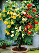 org:/gardening tips/Snoeiadvies/Overzichtspagina/Abutilon.jpg